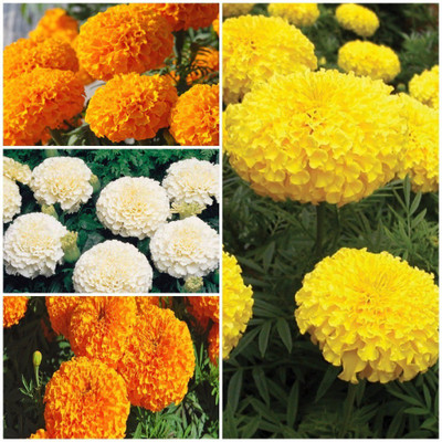 

Biocarve Marigold African F2 Flower Kit Seed(4 per packet)