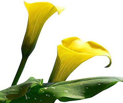 

Futaba Yellow Calla Flower Seed(100 per packet)