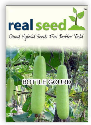 

Real Seed Bottle Gourd Seed(10 per packet)