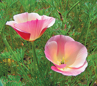

Saaheli Flower Seeds Seed(10 per packet)
