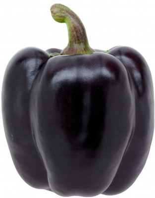 

National Gardens Purple Capsicum / Pepper Seeds by National Gardens Seed(10 per packet)