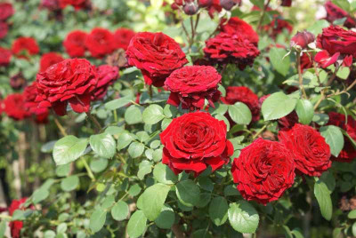

Imago Rose Seed(20 per packet)