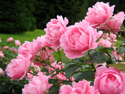 

Airex Carnation Seed(30 per packet)