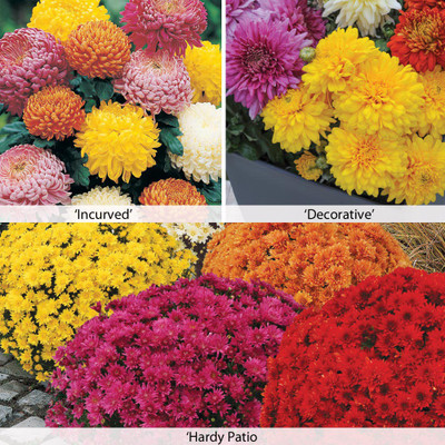 

Bio Kisan Flower Seed(20 per packet)