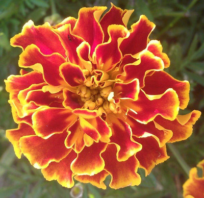 

E Garden Marigold CRESTA SERIES Seed(50 per packet)