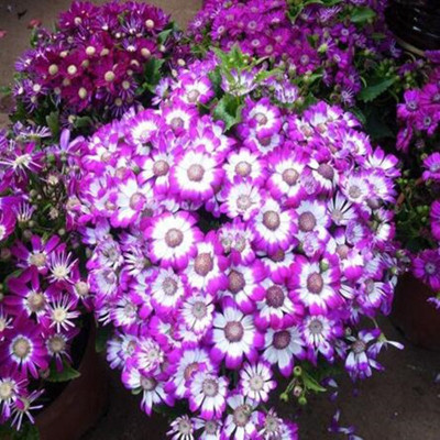 

Futaba Cineraria purple n white Seed(100 per packet)