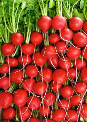 

Real Seed Round Champ Red Radish F1 Hybrid Vegetable Seeds Seed(50 per packet)