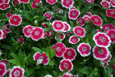 

Amir Enterprises Dianthus Seed(20 Per Packet)