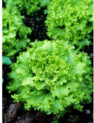 

Raunak Seeds Lettuce Seed(50 per packet)