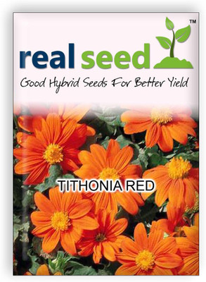 

Real Seed Tithonia Rotundifolia / Mexican Sunflower Seed(10 per packet)