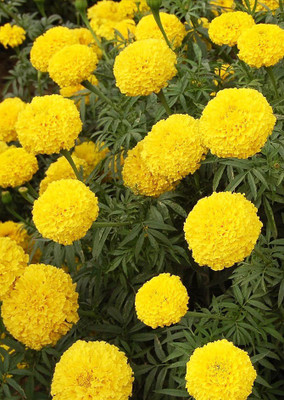 

Real Seed Marigold Pusa Basanti Seed(20 per packet)