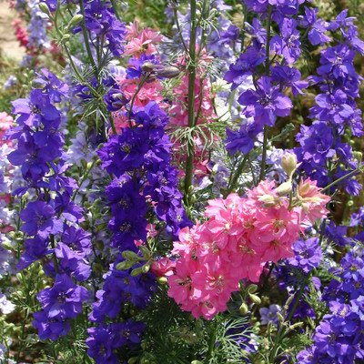 

Biocarve Larkspur - Delphinium consolida Mixed Seed(200 per packet)