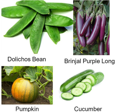 

Easy Gardening Lab Lab, Brinjal Long Purple, Pumpkin,Cucumber Seed(10 per packet)