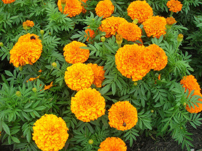 

Pyramid Cocopeat Marigold (T. Double African Mix) Seed(20 Per Packet)