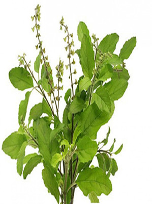 Imago Tulsi Seed(150 per packet)
