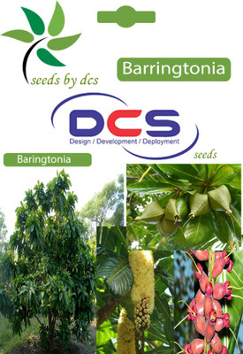 

DCS Barringtonia Seed(10 per packet)