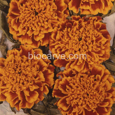 

Biocarve Marigold Honeycomb Seed(50 per packet)