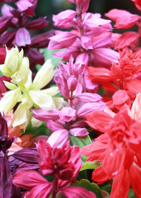 

Real Seed Salvia Seed(25 per packet)