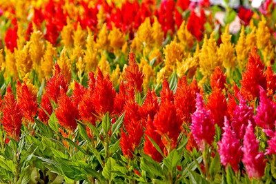 

Green Octane Celosia Dwarf Mix Flower Seed(60 per packet)