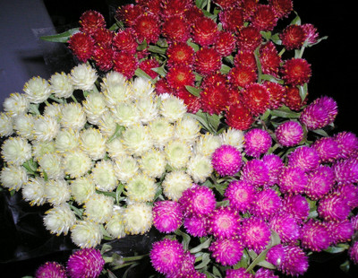 

Green Octane Gompherena Flower Seed(60 per packet)