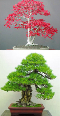 

Rainbow Spring Seeds Bonsai Red Maple Bonsia And Pinus Thunbergii Tree Seed(10 per packet)