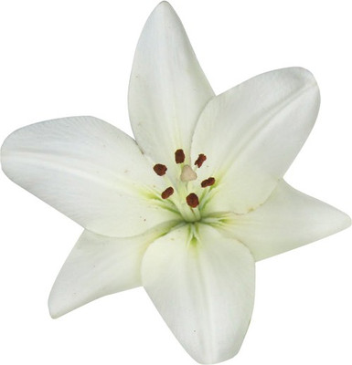 

Futaba Water Lily Seed(100 per packet)
