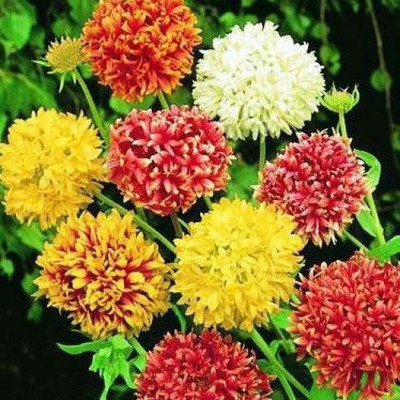 

Bio Kisan Flower Seed(10 per packet)