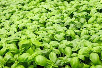 

National Gardens Genovese Basil Herb Seeds by National Gardens Seed(100 per packet)