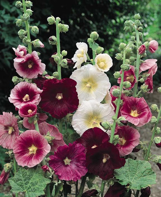 

Bio Kisan Flower Seed(50 per packet)