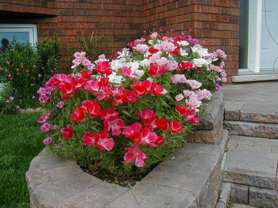 

Saaheli Clarkia Brilliant Mix Seed(10 per packet)