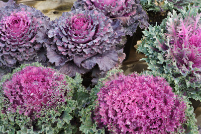 

Amir Enterprises Kale Seed(20 Per Packet)
