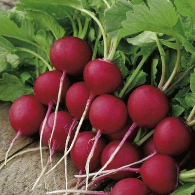 

National Gardens Scarlet Globe Radish Seeds by National Gardens Seed(10 per packet)