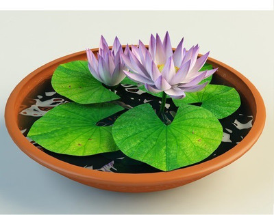 

National Gardens Lotus Flower - Nelumbo nucifera Seed(10 per packet)