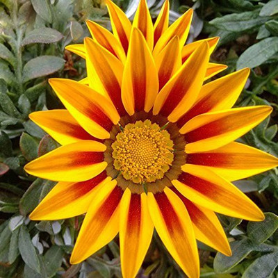 

Futaba Yellow Striped Daisy Medal Flower Seed(120 per packet)