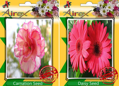 Airex Carnation, Daisy Seed(25 per packet)