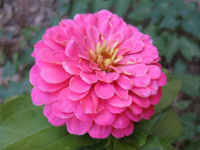 

Saaheli Zinnia Flower Seeds Seed(10 per packet)