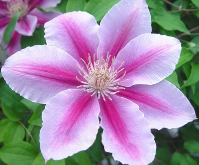 Futaba Clematis Seed(100 per packet)