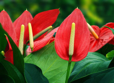 National Gardens Anthurium Flower Seeds by National Gardens Seed(5 per packet)
