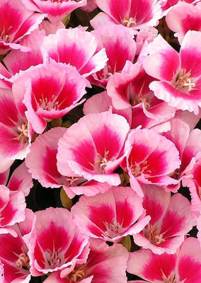 

Real Seed Clarkia Mixed Hybrid Imported Flower Seeds Seed(100 per packet)