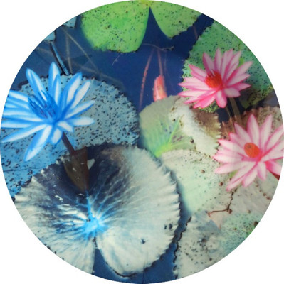 

fabulloso Leaf Designs Blue and Pink Lotus Dinner Plate
