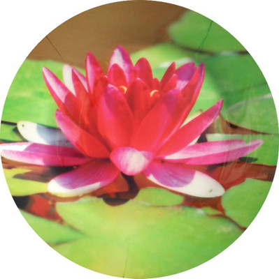 

fabulloso Leaf Designs Bright Green Lotus Quarter Plate