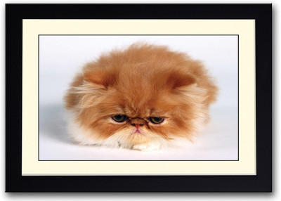 

Brown Fluffy Cat Fine Art Print(14 inch X 20 inch, Framed)