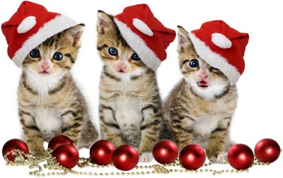 

Tallenge - Christmas Art - Cute Kittens - Small Size Unframed Rolled Digital Art Print On Photographic Paper(12 inch X 8 inch, Rolled)