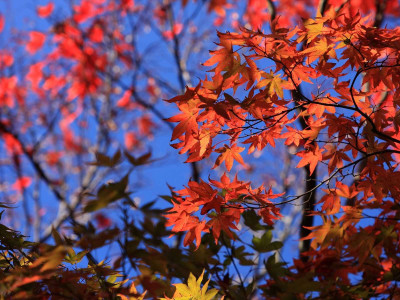 

Posterhouzz Autumn Fine Art Print Poster Fine Art Print(12 inch X 18 inch, Rolled)