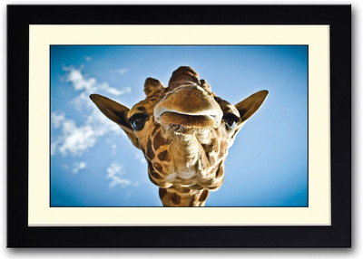 

Giraffe Face Fine Art Print(14 inch X 20 inch, Framed)