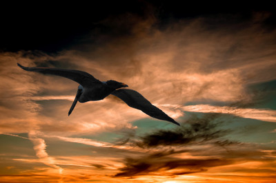 

Oshi - Flying Bird Paper Print(12 inch X 18 inch, Stretched)
