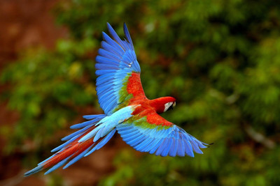 

Posterhouzz Bird Fine Art Print Poster Fine Art Print(12 inch X 18 inch, Rolled)