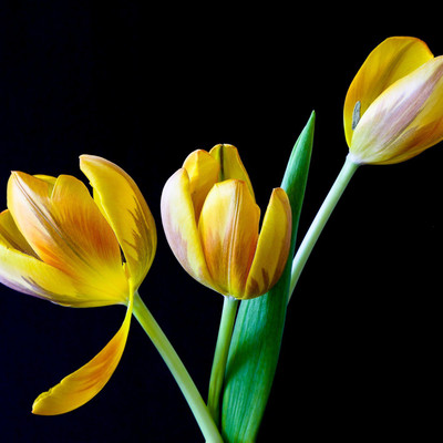 

Yellow Tulips - Medium Size Ready To Frame Rolled Digital Art Print On Photographic Paper(18 inch X 18 inch, Rolled)
