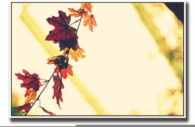 

Posterhouzz Beautiful autumn leaves Fine Art Print(12 inch X 18 inch, Rolled)