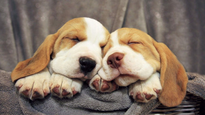 

Posters for room. Collection of cute little puppies. Paper Print(18 inch X 12 inch, Rolled)